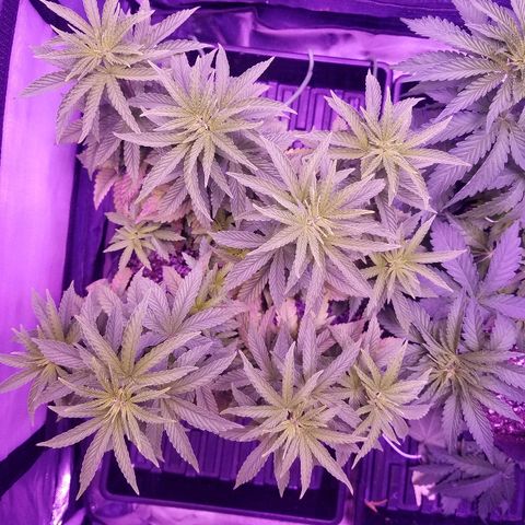 Crystal growlog photo: Daily pictures 