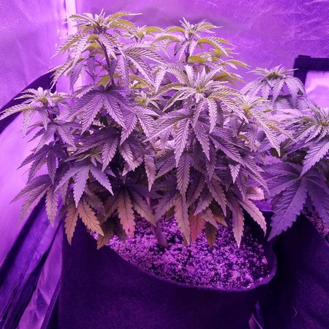 Crystal growlog photo: Daily pictures 