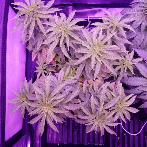 Crystal growlog photo: Daily pictures 