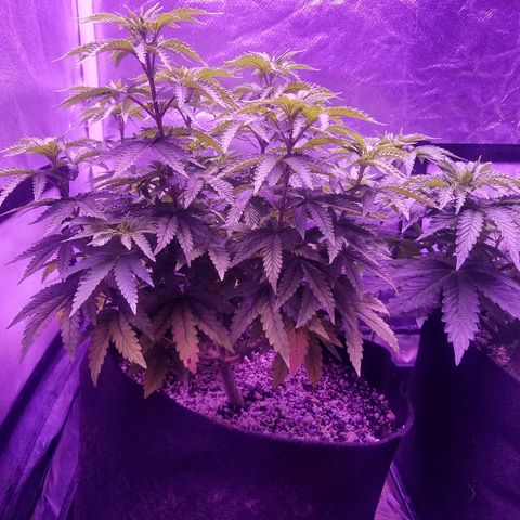 Crystal growlog photo: Daily pictures 
