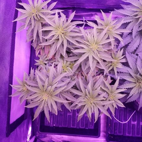Crystal growlog timeline photo