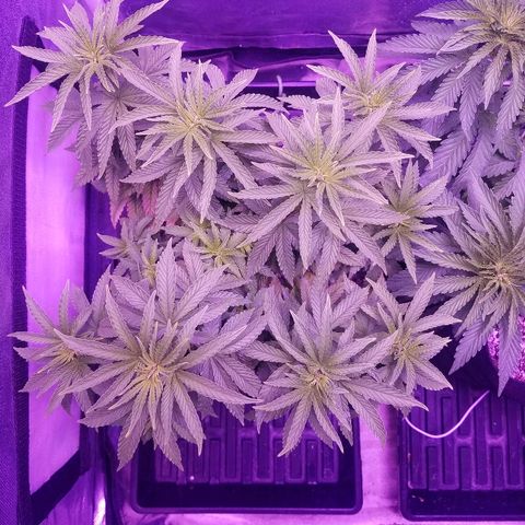 Crystal growlog photo: Daily pictures 