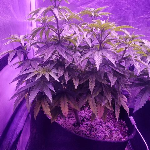 Crystal growlog photo: Daily pictures 
