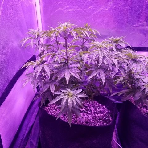 Crystal growlog photo: Daily pictures 