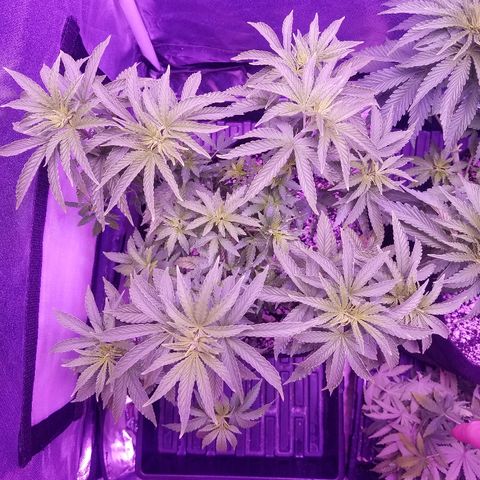 Crystal growlog photo: Daily pictures 