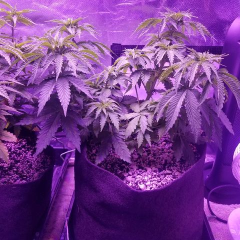 Crystal growlog photo: Daily pictures 
