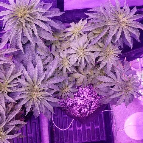 Crystal growlog photo: Daily pictures 
