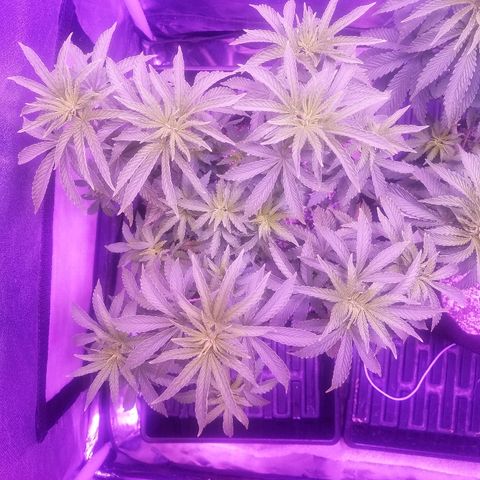 Crystal growlog photo: Daily pictures 