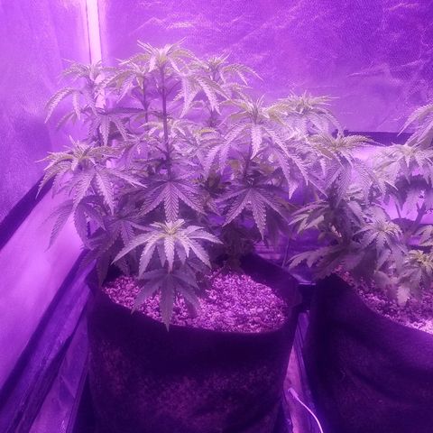 Crystal growlog photo: Daily pictures 