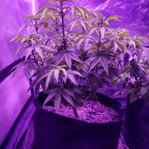 Crystal growlog photo: Daily pictures