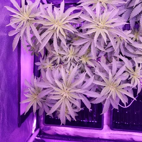 Crystal growlog photo: Daily pictures