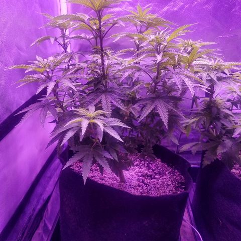 Crystal growlog photo: Daily pictures