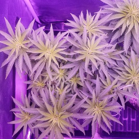 Crystal growlog photo: Daily pictures