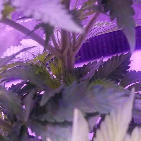 Crystal growlog photo: Daily pictures