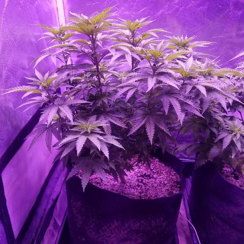 Crystal growlog photo: Daily pictures 