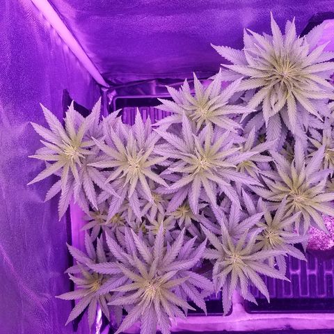 Crystal growlog photo: Daily pictures 