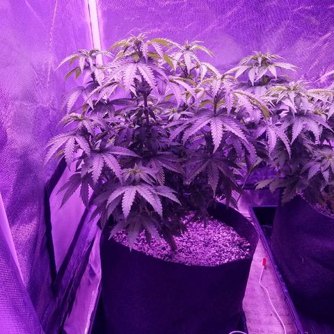 Crystal growlog photo: Daily pictures 