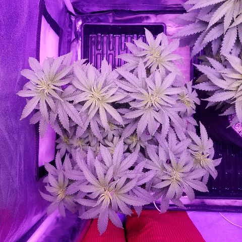 Crystal growlog photo: Daily pictures 