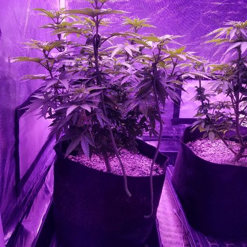 Crystal growlog photo: Daily pictures 