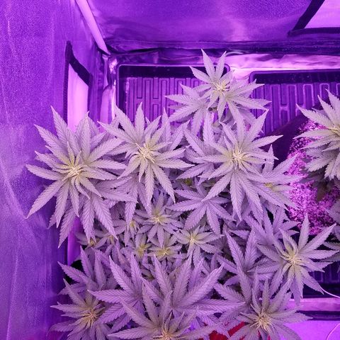 Crystal growlog photo: Daily pictures 