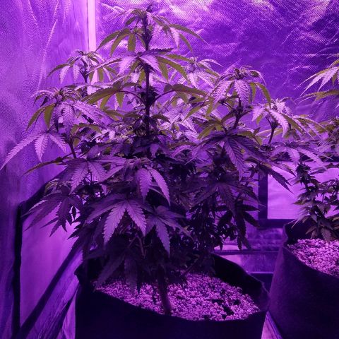 Crystal growlog photo: Daily pictures 