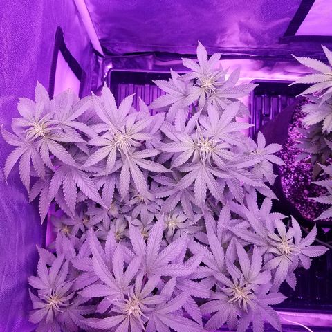 Crystal growlog photo: Daily pictures 