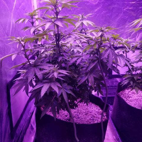 Crystal growlog photo: Daily pictures 