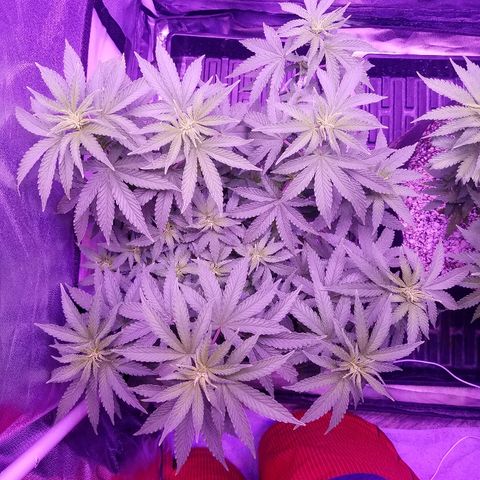 Crystal growlog photo: Daily pictures 