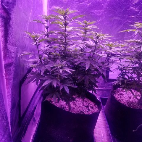 Crystal growlog photo: Daily pictures 