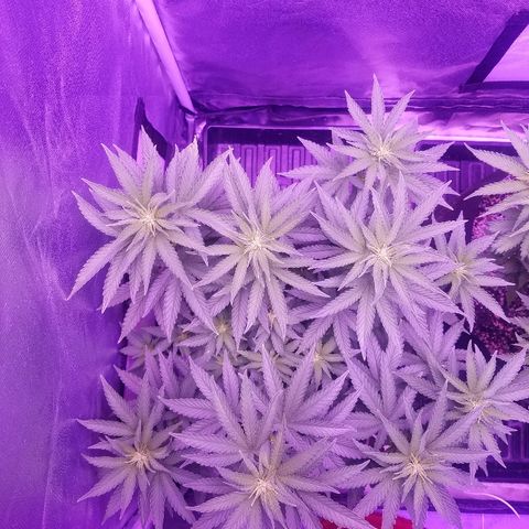 Crystal growlog photo: Daily pictures 