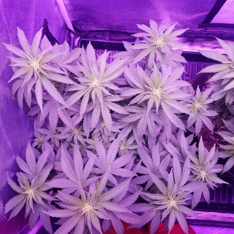 Crystal growlog photo: Daily photos 