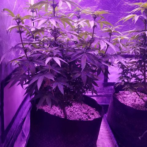 Crystal growlog photo: Daily photos 