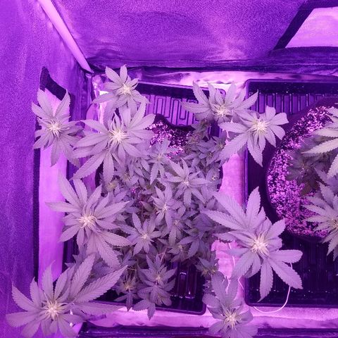 Crystal growlog photo: Daily pictures 
