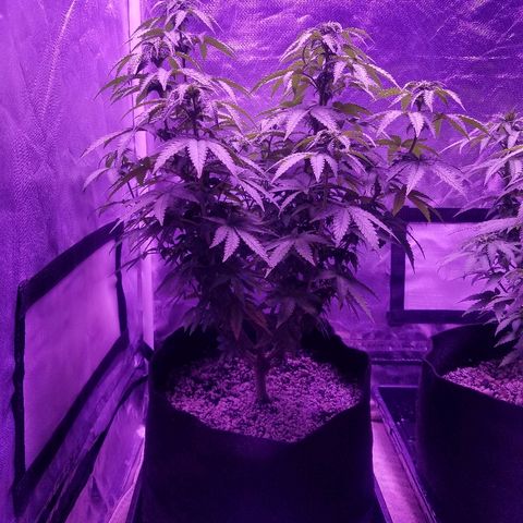 Crystal growlog photo: Daily pictures 