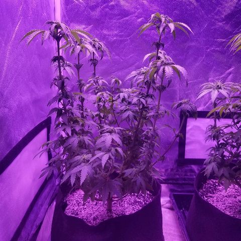 Crystal growlog photo: Daily pictures 
