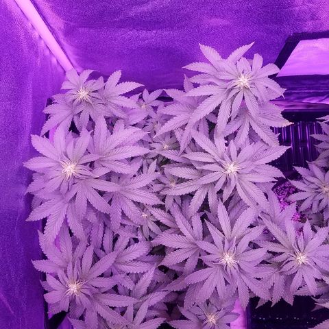 Crystal growlog photo: Daily pictures 