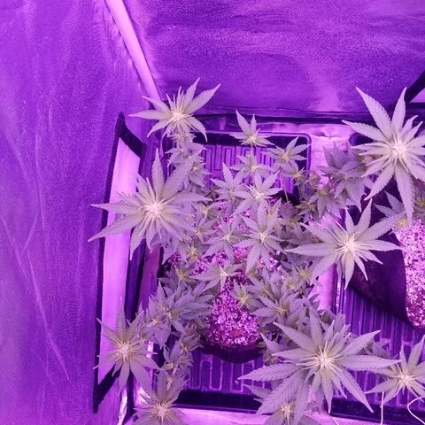 Crystal growlog photo: Daily pictures