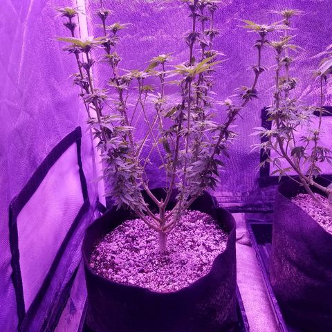 Crystal growlog photo: Daily pictures