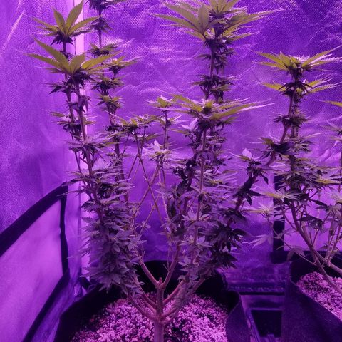 Crystal growlog photo: Daily pictures 
