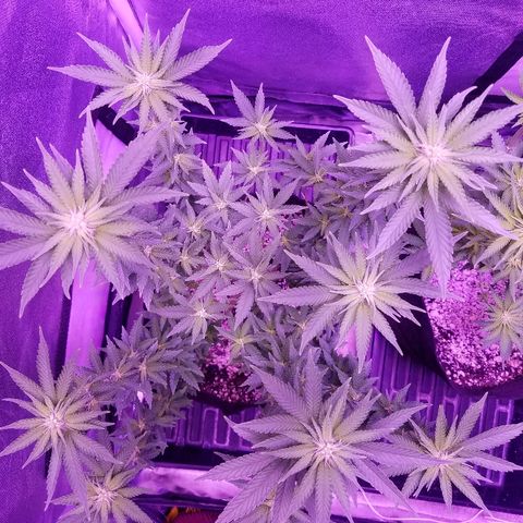 Crystal growlog photo: Daily pictures 