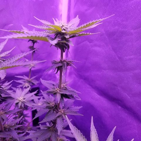 Crystal growlog photo: Daily pictures 