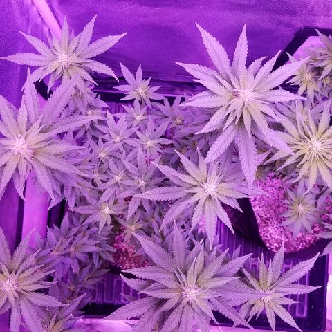Crystal growlog photo: Daily pictures 