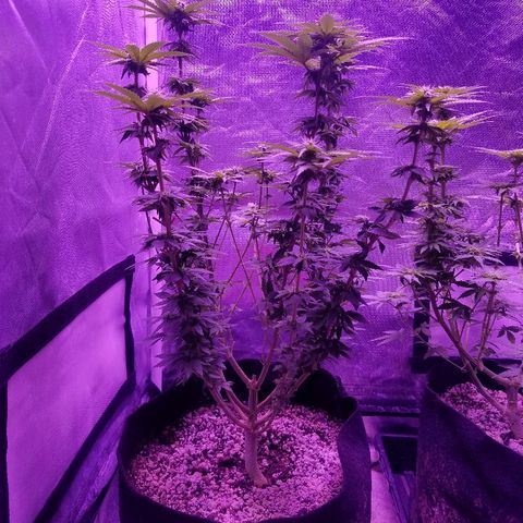 Crystal growlog photo: Daily pictures 