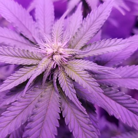 Crystal growlog photo: Daily pictures 