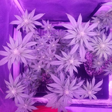 Crystal growlog photo: Daily pictures 