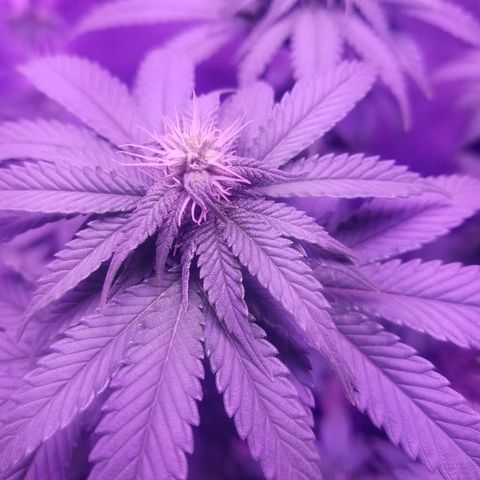 Crystal growlog photo: Daily pictures 
