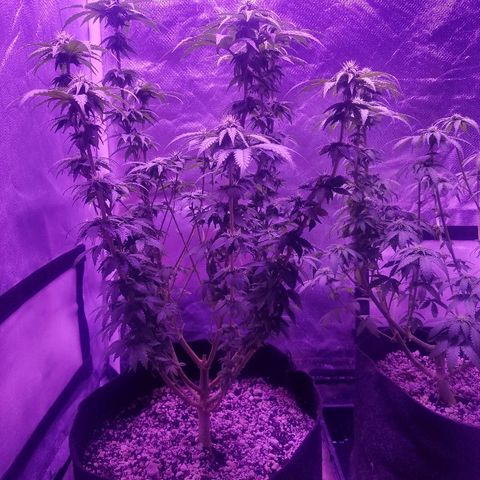 Crystal growlog photo: Daily pictures 