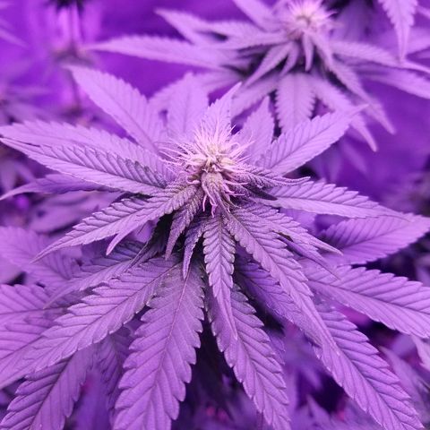 Crystal growlog photo: Daily pictures 
