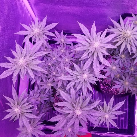 Crystal growlog photo: Daily pictures 