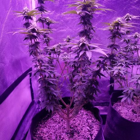 Crystal growlog photo: Daily pictures 